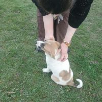 Barney issu d'un sauvetage, à l'adoption #5