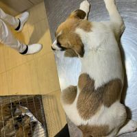Barney issu d'un sauvetage, à l'adoption #8