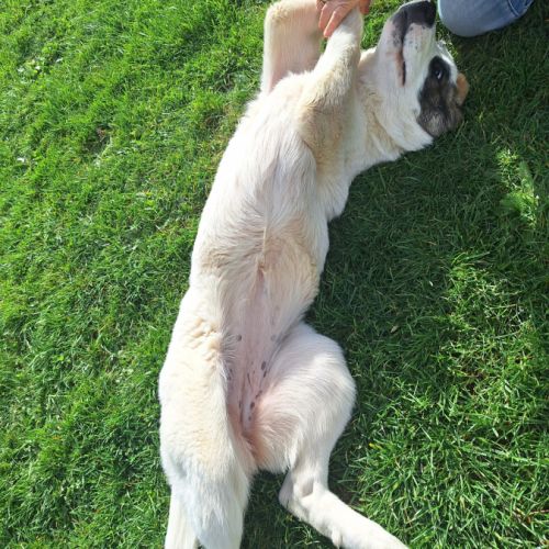 Chiot à adopter #1
