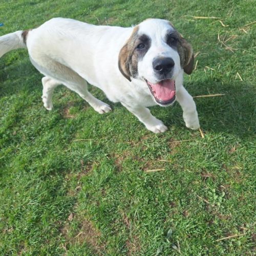 Chiot à adopter #3