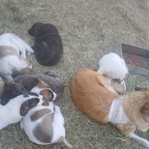 Chiot à adopter #0