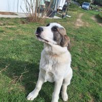 Chiot à adopter #2
