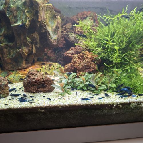 Crevettes bleues #1