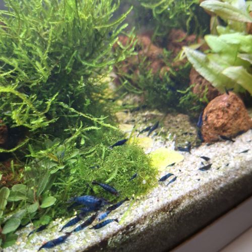 Crevettes bleues