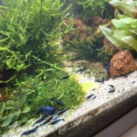Crevettes bleues #0
