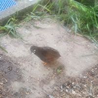 Caille de chine mâle #2