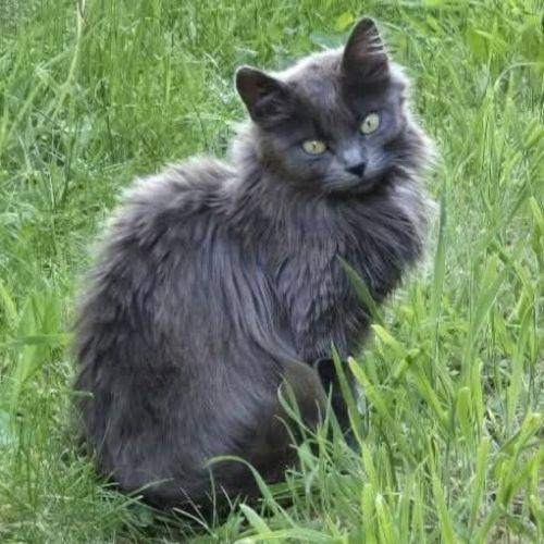 Chatte olga