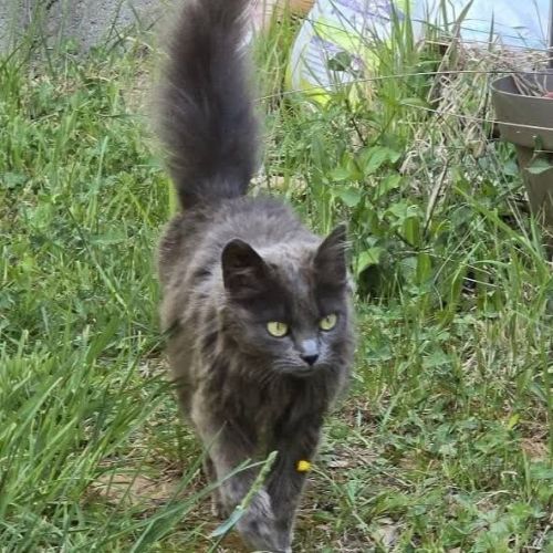 Chatte olga #2