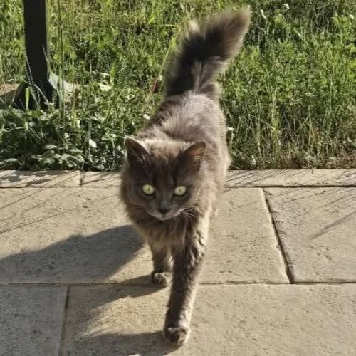Chatte olga #3