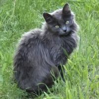 Chatte olga