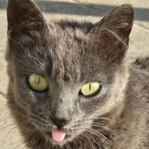 Chatte grace #3