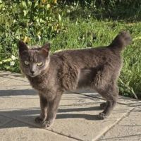 Chatte grace #2