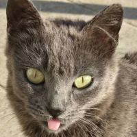 Chatte grace #3