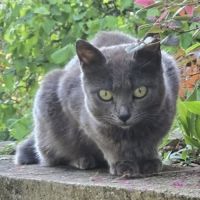 Chatte salsa