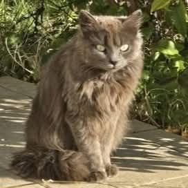 Chatte diva #0