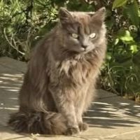 Chatte diva