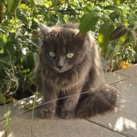 Chatte diva #2