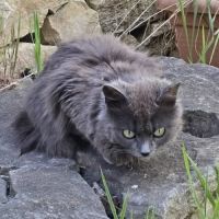 Chatte diva #3
