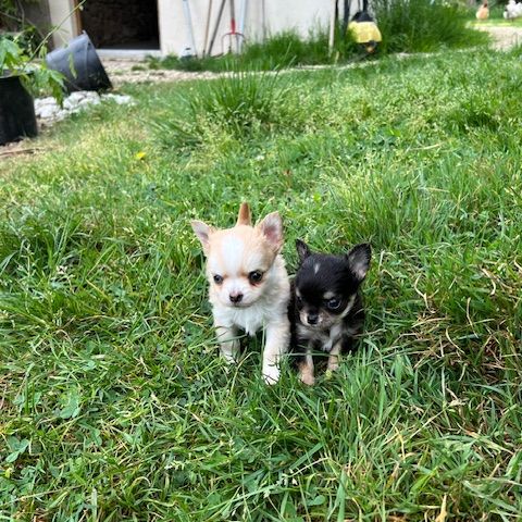 Chihuahua à poil long