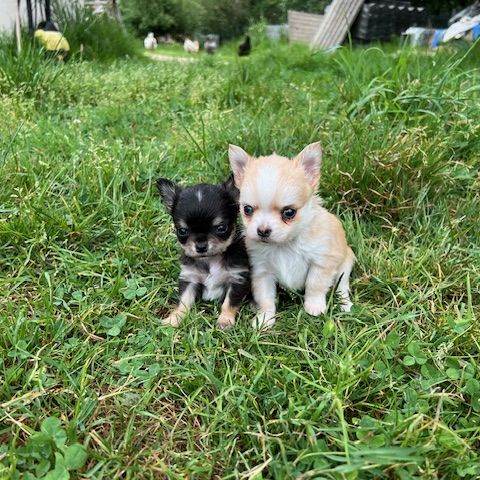Chihuahua à poil long #3