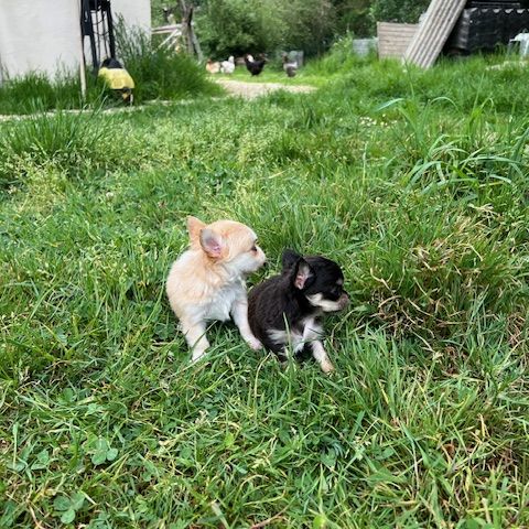 Chihuahua à poil long #6