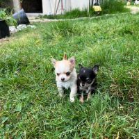 Chihuahua à poil long