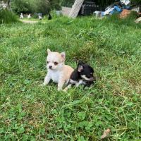 Chihuahua à poil long #2