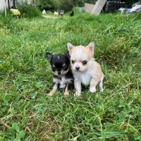 Chihuahua à poil long #3