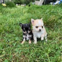 Chihuahua à poil long #4