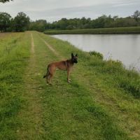 Twix berger belge malinois de 4 ans #1