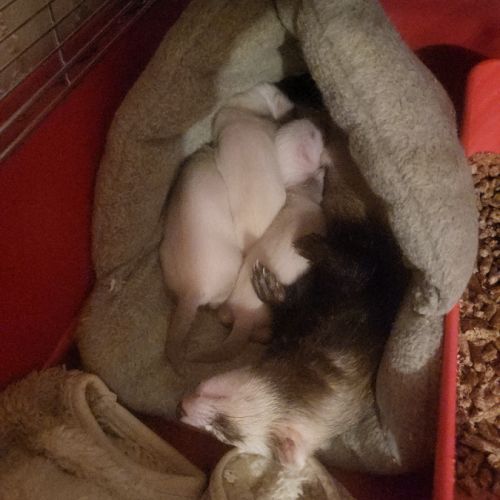 Femelle zibeline furet #1