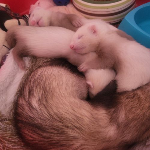 Femelle zibeline furet