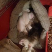 Femelle zibeline furet #1