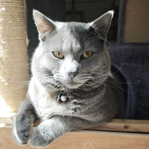4 petits trésors chartreux cherchent leur famille #0