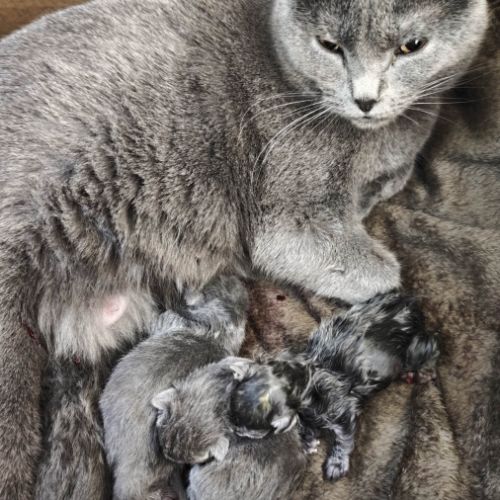 4 petits trésors chartreux cherchent leur famille #2