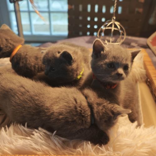 4 petits trésors chartreux cherchent leur famille #3