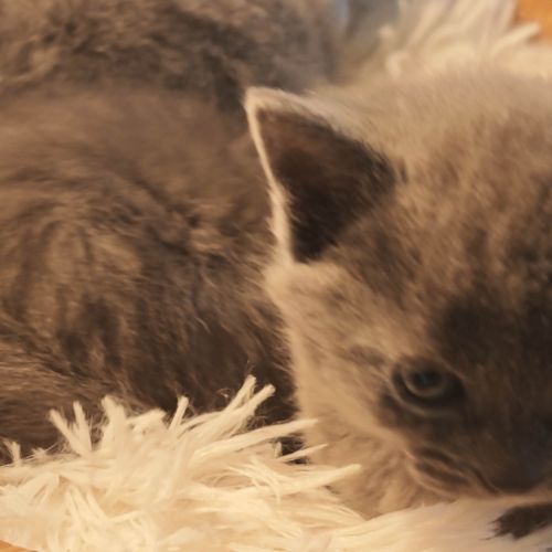 4 petits trésors chartreux cherchent leur famille #4