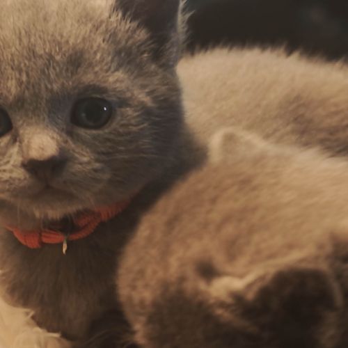 4 petits trésors chartreux cherchent leur famille #6