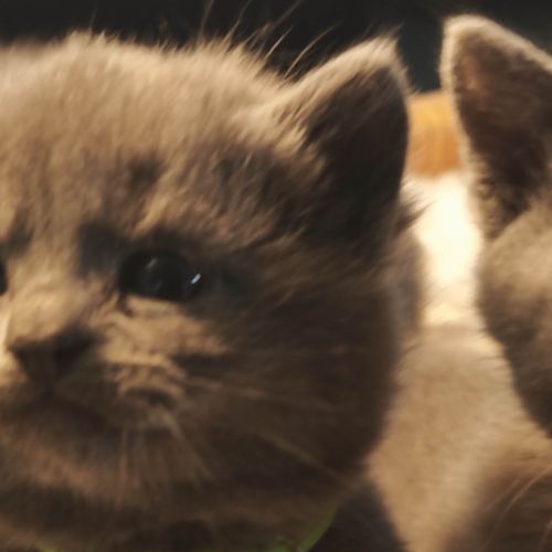 4 petits trésors chartreux cherchent leur famille #7
