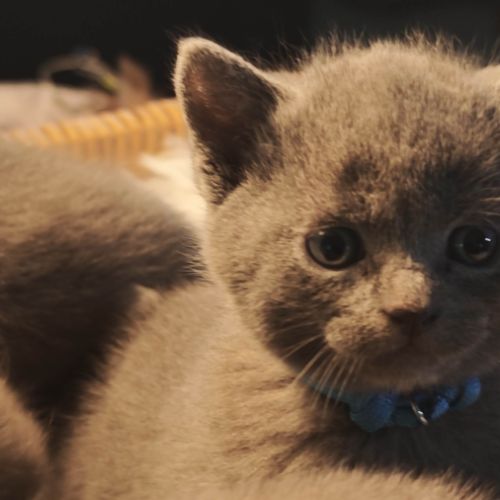 4 petits trésors chartreux cherchent leur famille #8