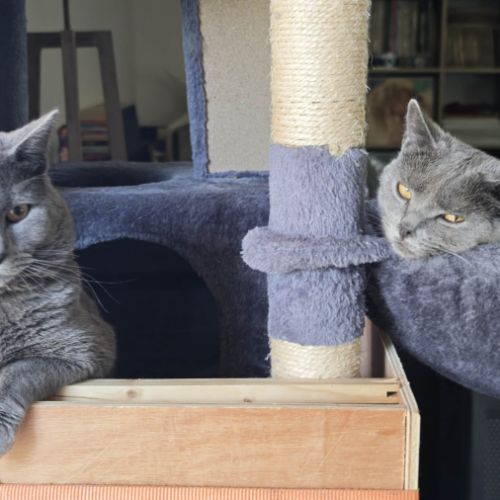 4 petits trésors chartreux cherchent leur famille #9
