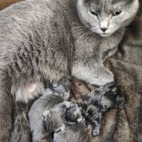 4 petits trésors chartreux cherchent leur famille #2