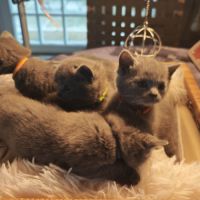 4 petits trésors chartreux cherchent leur famille #3