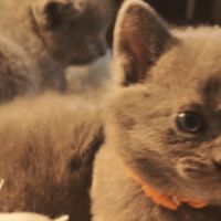 4 petits trésors chartreux cherchent leur famille #5