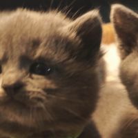 4 petits trésors chartreux cherchent leur famille #7