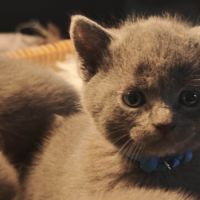 4 petits trésors chartreux cherchent leur famille #8