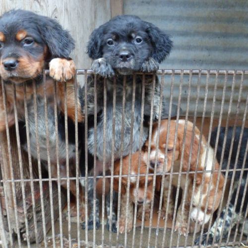 Chiots epagneul breton parents lof #0