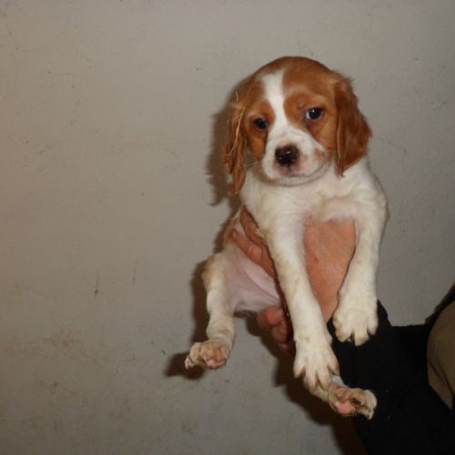 Chiots epagneul breton parents lof #3