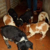 Chiots epagneul breton parents lof #2