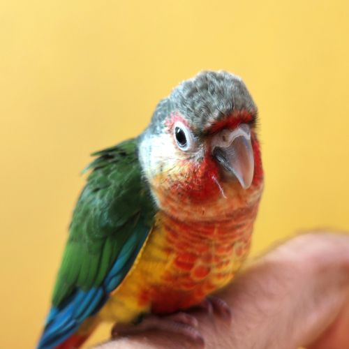 Conure de molina eam #1